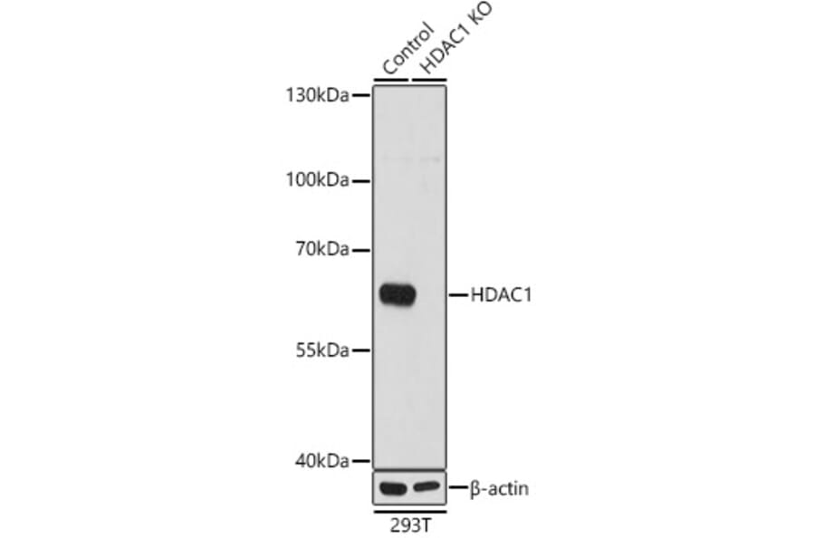 Western Blot - Anti-HDAC1 Antibody (A12564) - Antibodies.com