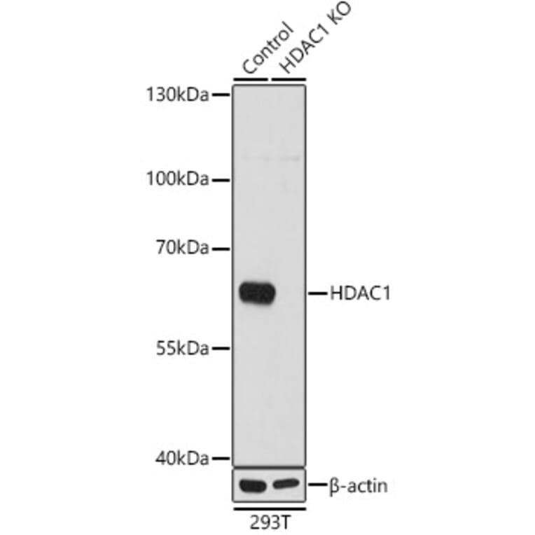 Western Blot - Anti-HDAC1 Antibody (A12564) - Antibodies.com