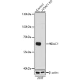 Western Blot - Anti-HDAC1 Antibody (A12564) - Antibodies.com