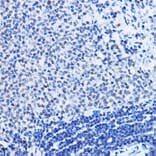 Immunohistochemistry - Anti-HDAC1 Antibody (A12564) - Antibodies.com