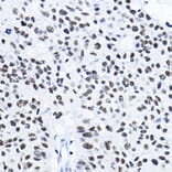 Immunohistochemistry - Anti-HDAC1 Antibody (A12564) - Antibodies.com