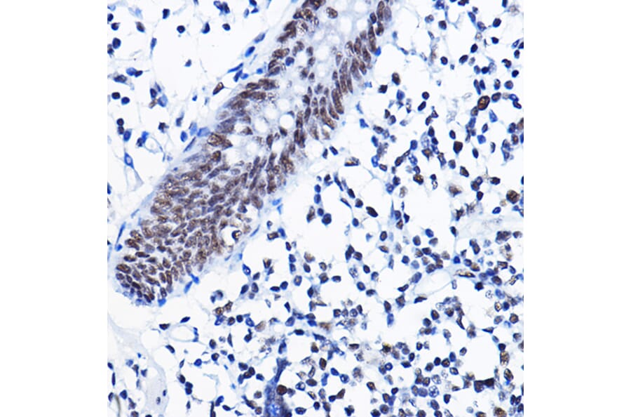 Immunohistochemistry - Anti-HDAC1 Antibody (A12564) - Antibodies.com