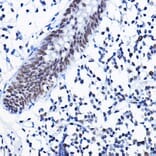 Immunohistochemistry - Anti-HDAC1 Antibody (A12564) - Antibodies.com