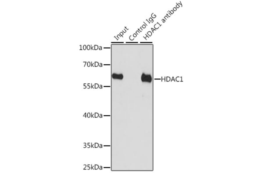 Western Blot - Anti-HDAC1 Antibody (A12564) - Antibodies.com