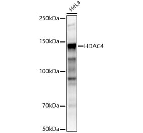 Western Blot - Anti-HDAC4 Antibody (A12565) - Antibodies.com