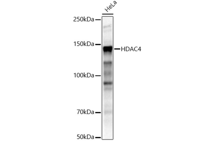 Western Blot - Anti-HDAC4 Antibody (A12565) - Antibodies.com
