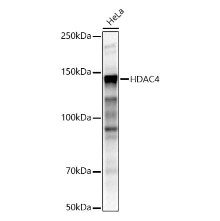 Western Blot - Anti-HDAC4 Antibody (A12565) - Antibodies.com