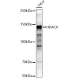 Western Blot - Anti-HDAC4 Antibody (A12565) - Antibodies.com