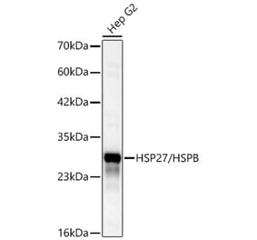 Western Blot - Anti-HSP27 Antibody (A12566) - Antibodies.com