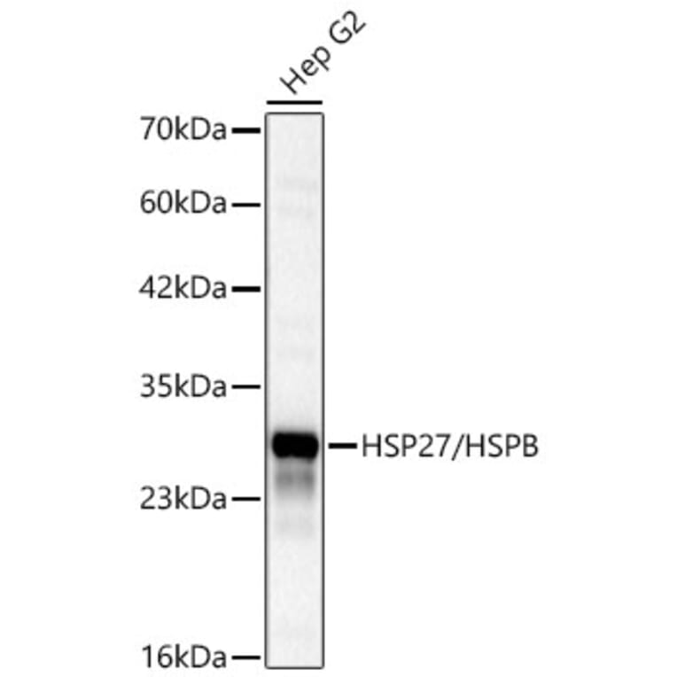 Western Blot - Anti-HSP27 Antibody (A12566) - Antibodies.com
