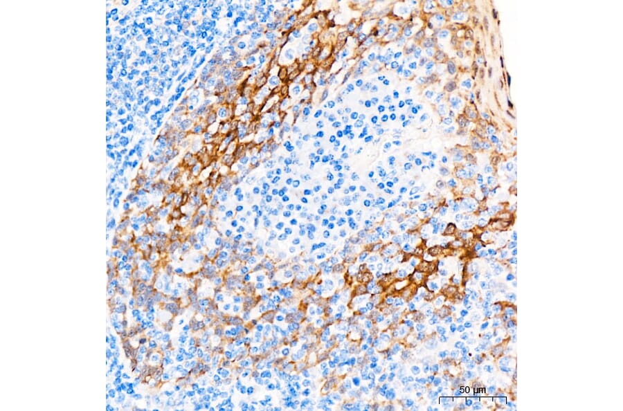 Immunohistochemistry - Anti-HSP27 Antibody (A12566) - Antibodies.com