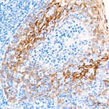 Immunohistochemistry - Anti-HSP27 Antibody (A12566) - Antibodies.com