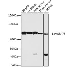 Western Blot - Anti-GRP78 BiP Antibody (A12567) - Antibodies.com