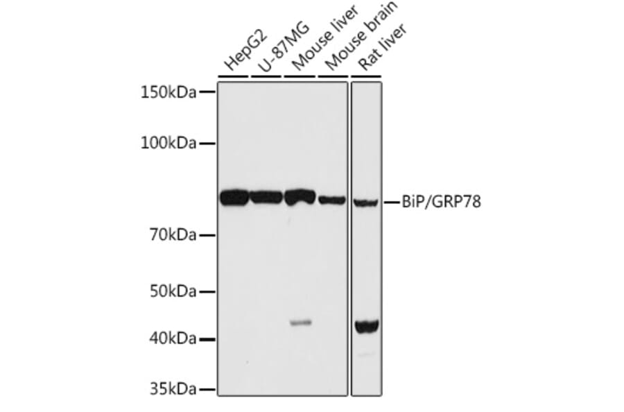 Western Blot - Anti-GRP78 BiP Antibody (A12567) - Antibodies.com