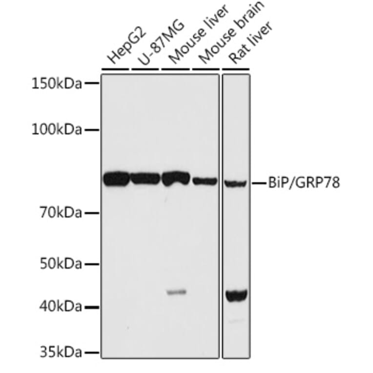 Western Blot - Anti-GRP78 BiP Antibody (A12567) - Antibodies.com