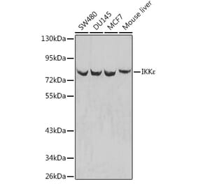 Western Blot - Anti-IKKi/IKKe Antibody (A12568) - Antibodies.com