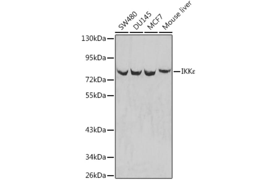 Western Blot - Anti-IKKi/IKKe Antibody (A12568) - Antibodies.com