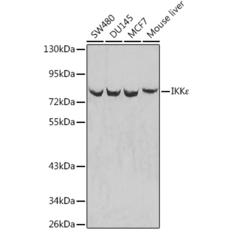 Western Blot - Anti-IKKi/IKKe Antibody (A12568) - Antibodies.com