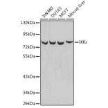 Western Blot - Anti-IKKi/IKKe Antibody (A12568) - Antibodies.com