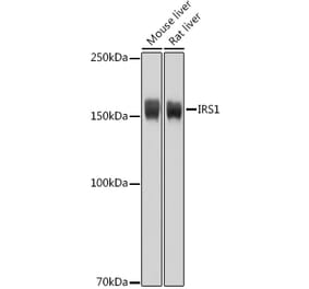 Western Blot - Anti-IRS1 Antibody (A12569) - Antibodies.com