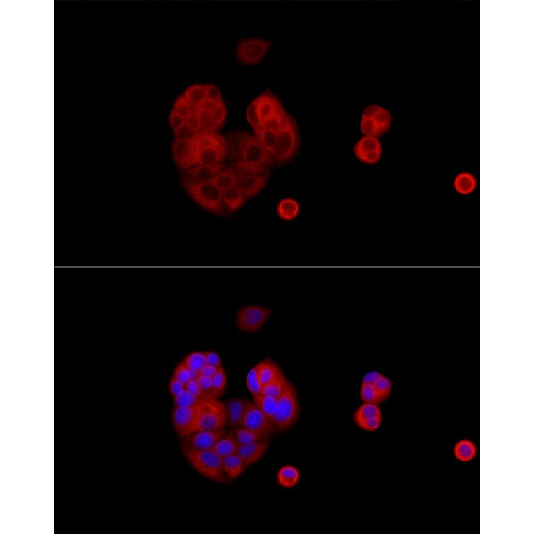 Immunofluorescence - Anti-IRS1 Antibody (A12569) - Antibodies.com