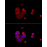 Immunofluorescence - Anti-IRS1 Antibody (A12569) - Antibodies.com
