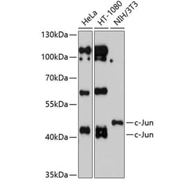Western Blot - Anti-c-Jun Antibody (A12570) - Antibodies.com