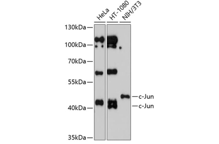 Western Blot - Anti-c-Jun Antibody (A12570) - Antibodies.com
