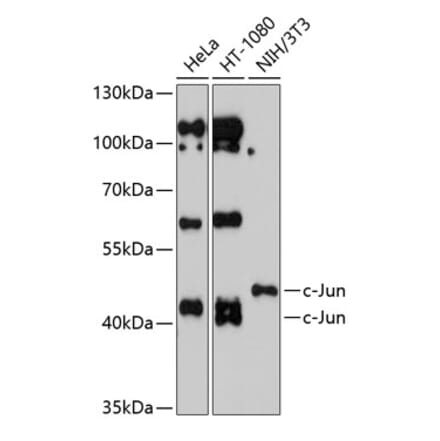 Western Blot - Anti-c-Jun Antibody (A12570) - Antibodies.com