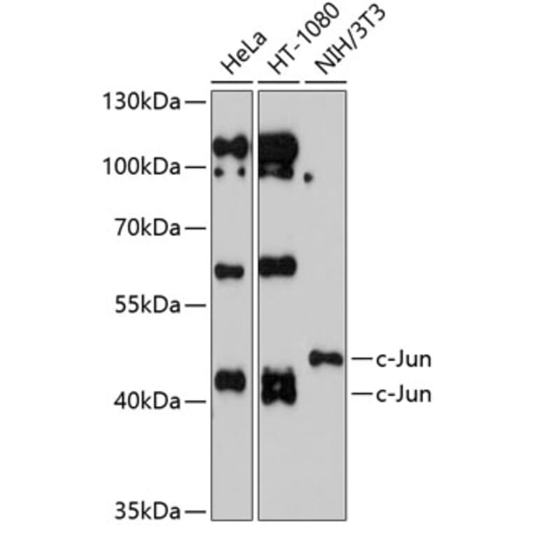 Western Blot - Anti-c-Jun Antibody (A12570) - Antibodies.com