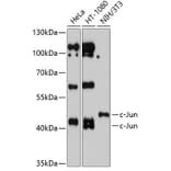 Western Blot - Anti-c-Jun Antibody (A12570) - Antibodies.com
