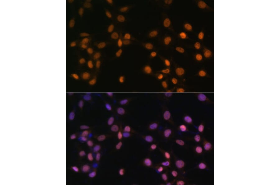 Immunofluorescence - Anti-c-Jun Antibody (A12570) - Antibodies.com