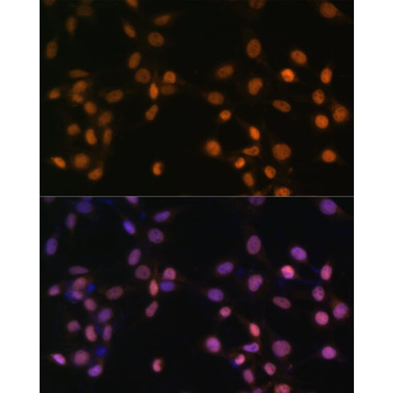 Immunofluorescence - Anti-c-Jun Antibody (A12570) - Antibodies.com