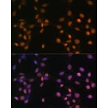 Immunofluorescence - Anti-c-Jun Antibody (A12570) - Antibodies.com