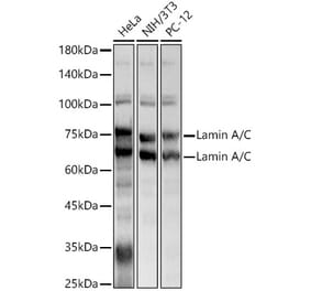 Western Blot - Anti-Lamin A Antibody (A12573) - Antibodies.com