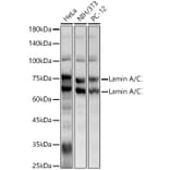 Western Blot - Anti-Lamin A Antibody (A12573) - Antibodies.com