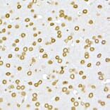 Immunohistochemistry - Anti-Lamin A Antibody (A12573) - Antibodies.com