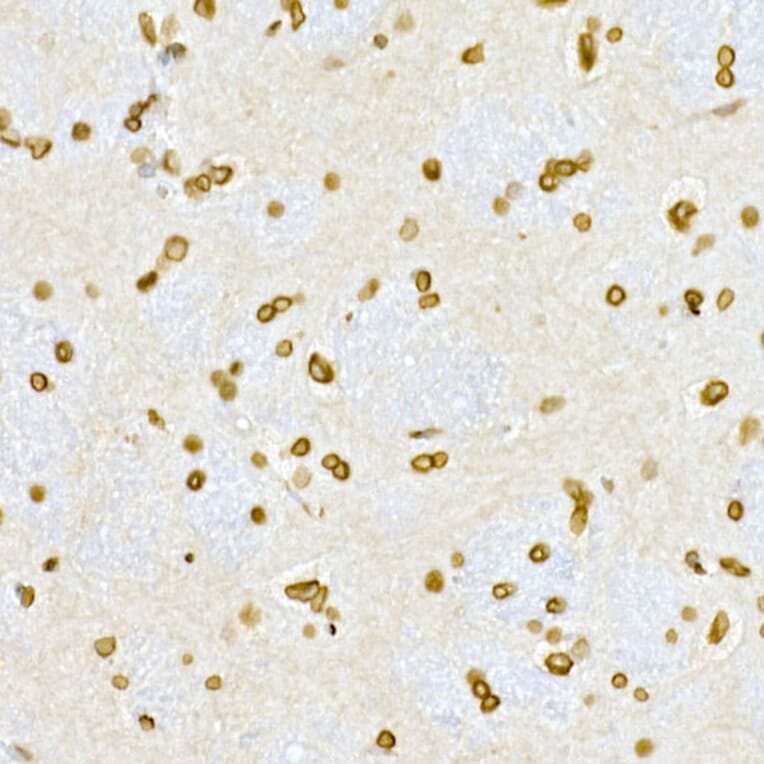 Immunohistochemistry - Anti-Lamin A Antibody (A12573) - Antibodies.com