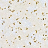 Immunohistochemistry - Anti-Lamin A Antibody (A12573) - Antibodies.com