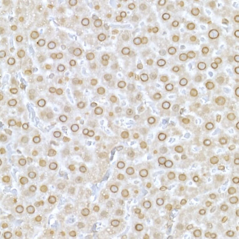 Immunohistochemistry - Anti-Lamin A Antibody (A12573) - Antibodies.com
