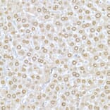Immunohistochemistry - Anti-Lamin A Antibody (A12573) - Antibodies.com