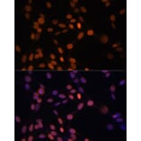 Immunofluorescence - Anti-Lamin A Antibody (A12573) - Antibodies.com