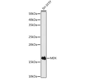 Western Blot - Anti-Midkine Antibody (A12574) - Antibodies.com