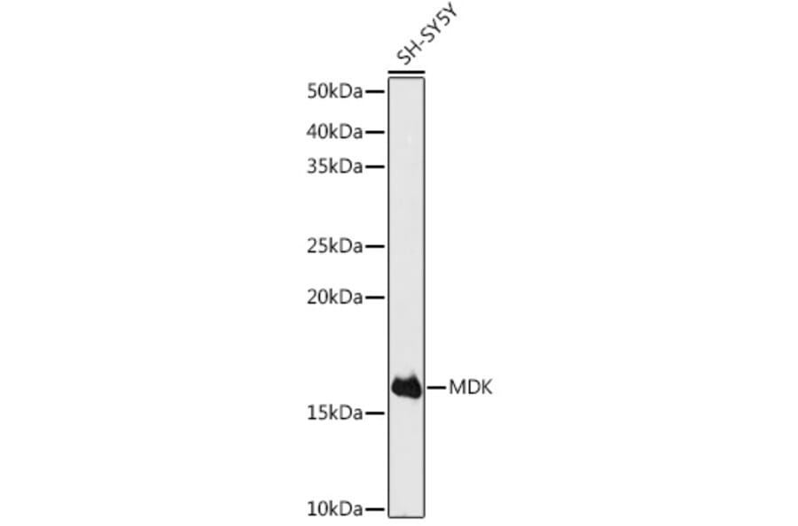 Western Blot - Anti-Midkine Antibody (A12574) - Antibodies.com
