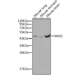 Western Blot - Anti-MEK1 Antibody (A12575) - Antibodies.com