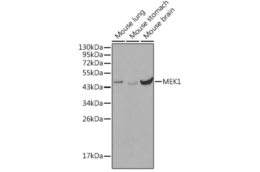 Western Blot - Anti-MEK1 Antibody (A12575) - Antibodies.com