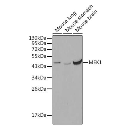 Western Blot - Anti-MEK1 Antibody (A12575) - Antibodies.com