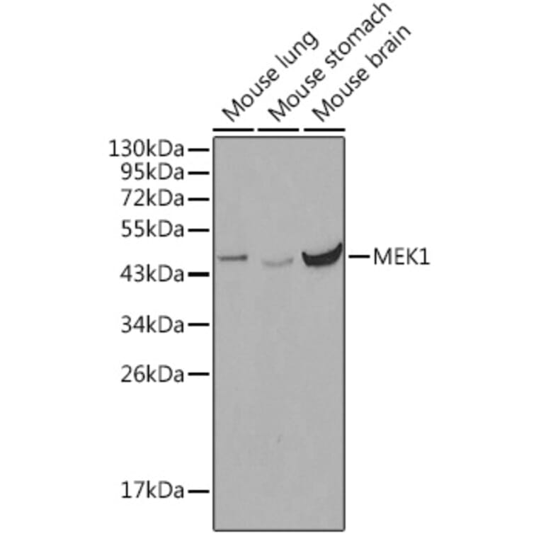 Western Blot - Anti-MEK1 Antibody (A12575) - Antibodies.com