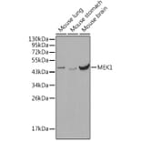Western Blot - Anti-MEK1 Antibody (A12575) - Antibodies.com