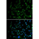 Immunofluorescence - Anti-MEK1 Antibody (A12575) - Antibodies.com